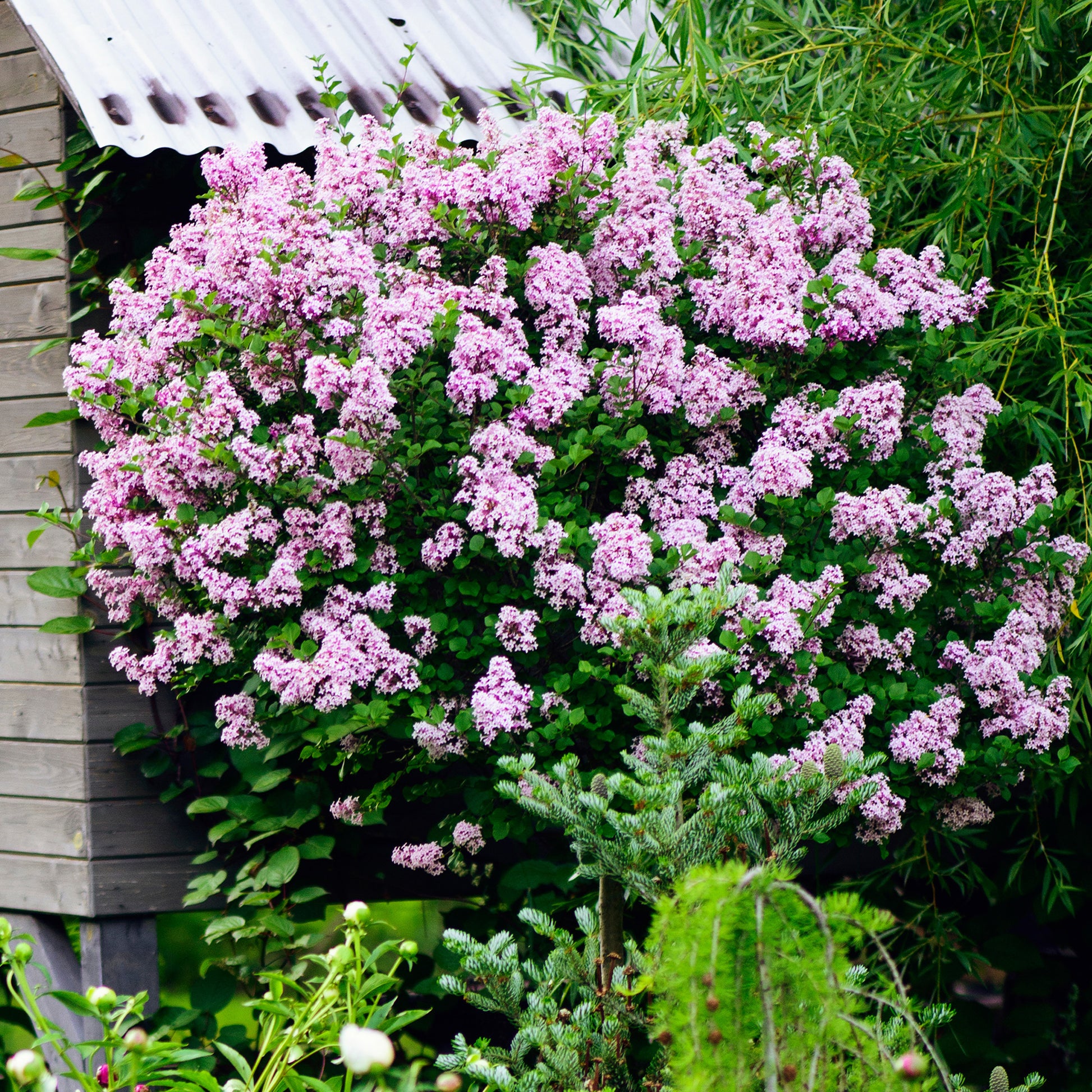 Dwergsering 'Palibin' - Syringa meyeri  palibin - Tuinplanten