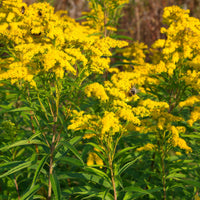Vaste planten met gele bloemen Mix - Solidago luteus, alchemilla mollis, hemerocallis stella de oro - Bakker