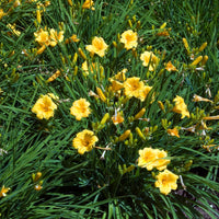 Bloeiende vaste planten - Vaste planten met gele bloemen Mix - Solidago luteus, alchemilla mollis, hemerocallis stella de oro
