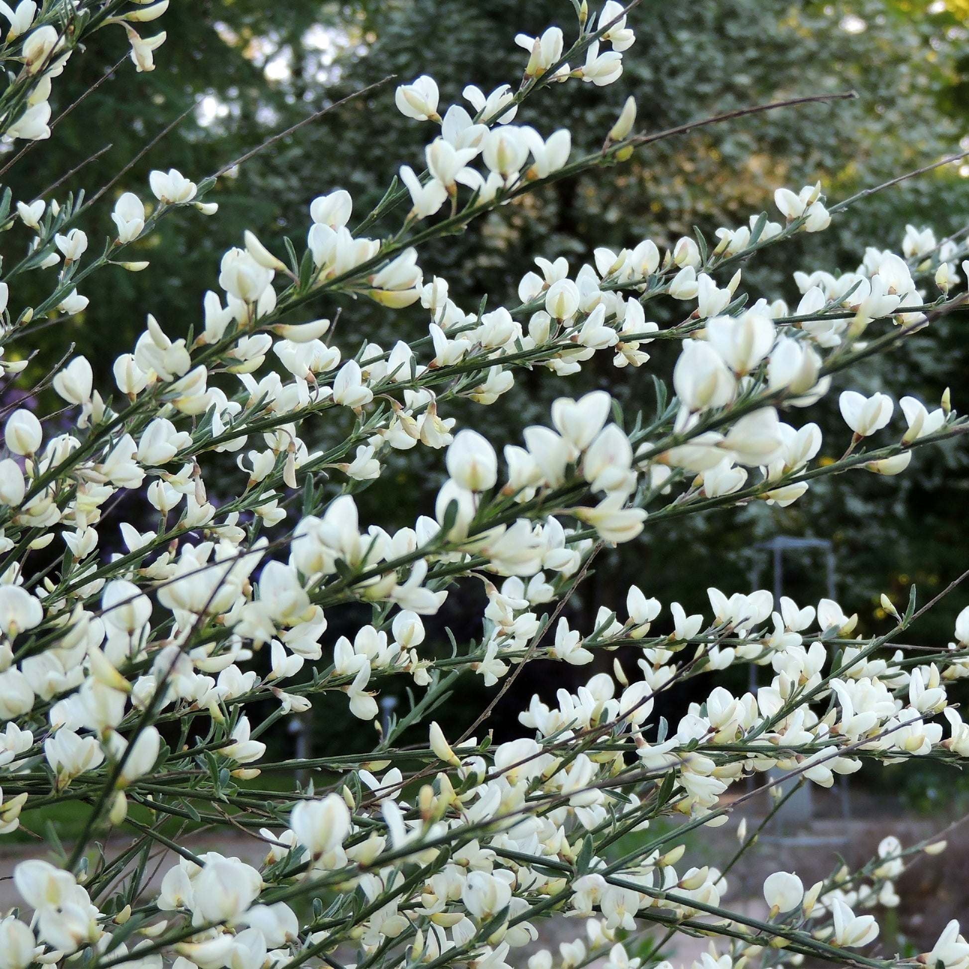 Witte, rode en gele bremhaag - Cytisus praecox allgold, albus, boskoop ruby - Type plant