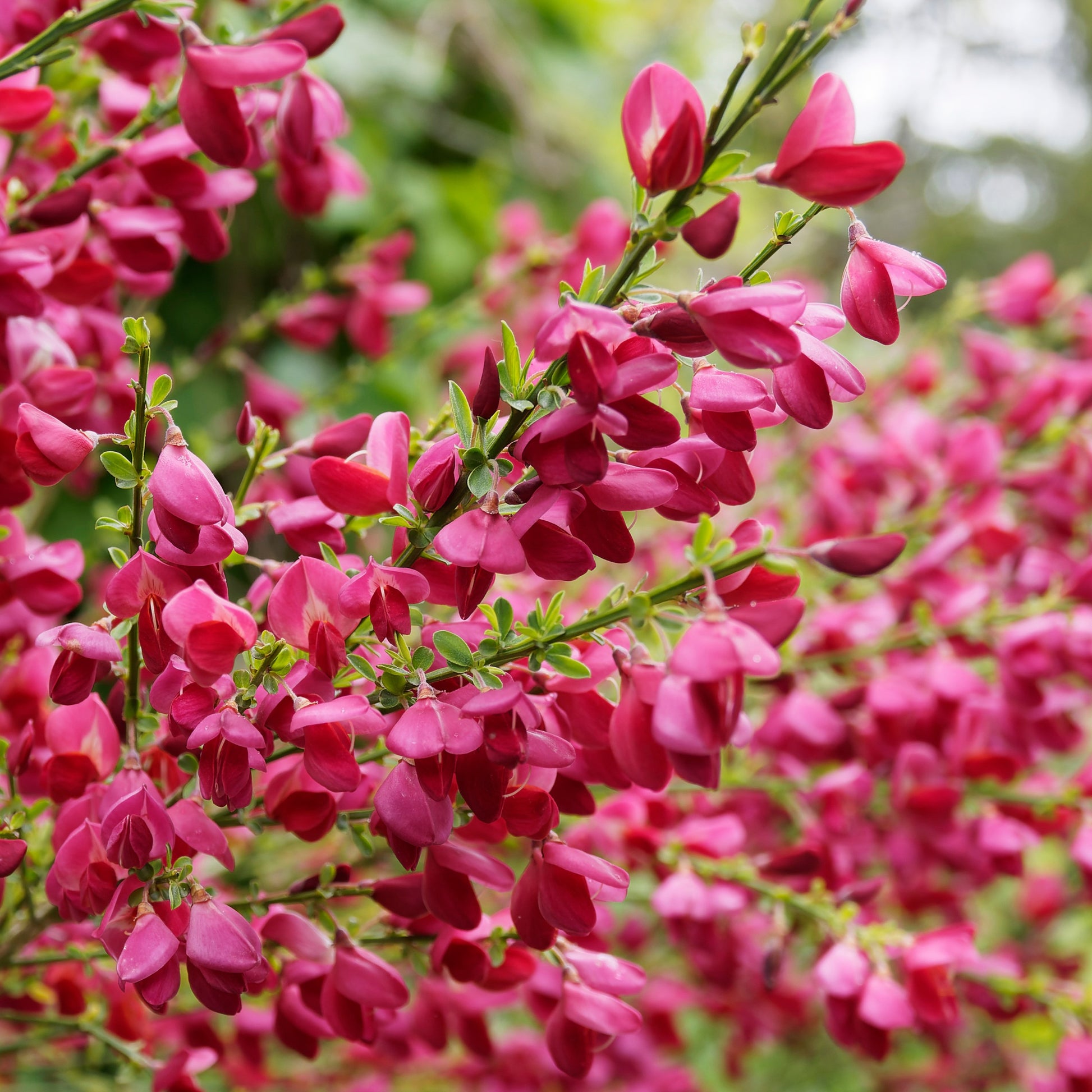 Witte, rode en gele bremhaag - Cytisus praecox allgold, albus, boskoop ruby - Sierheesters