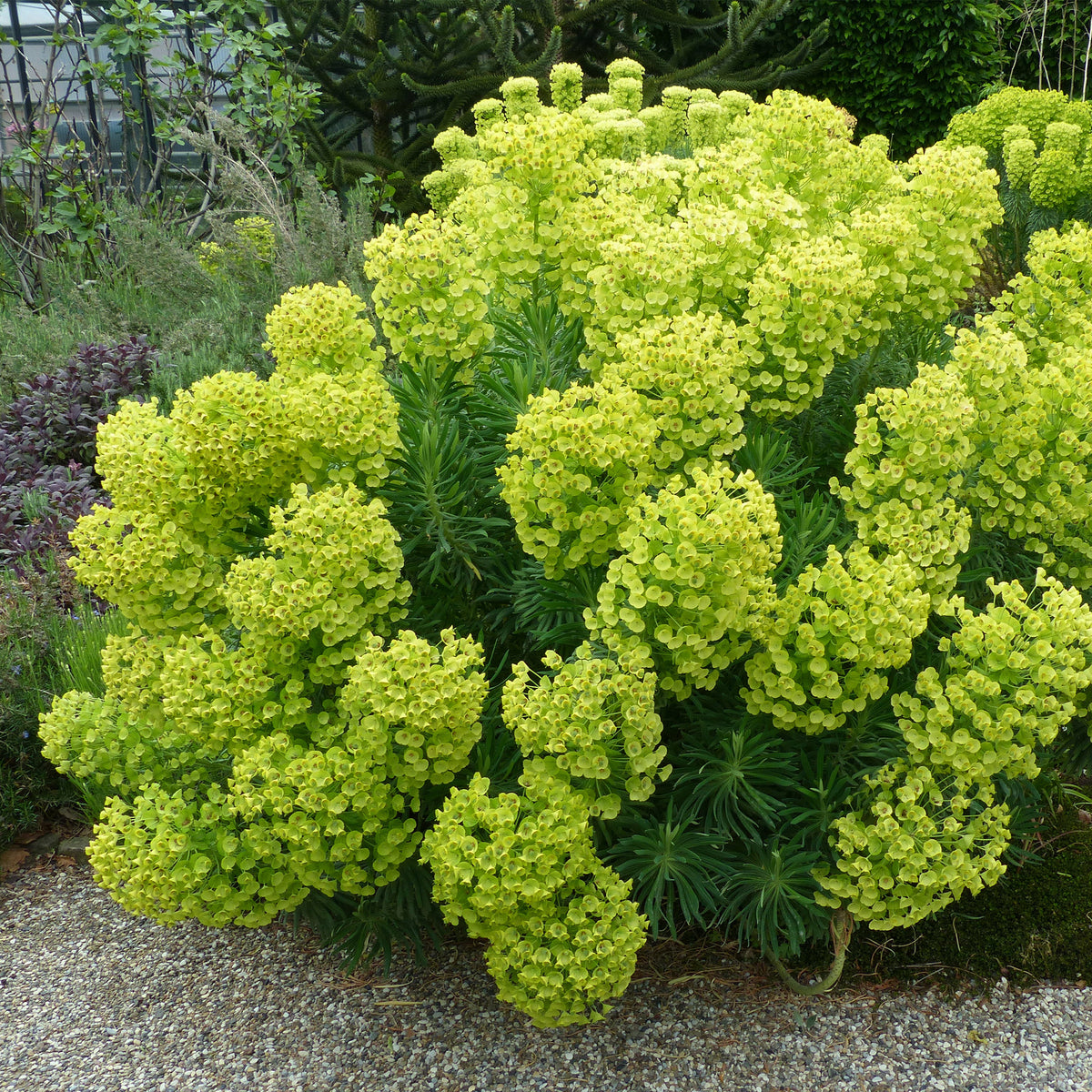 Wolfsmelk wulfenii - Euphorbia characias ssp. Wulfenii - Bakker