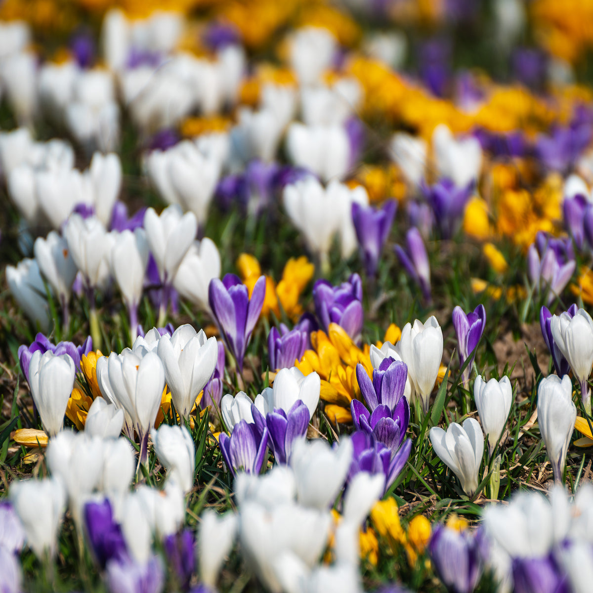 Botanische krokus Mix (x50)