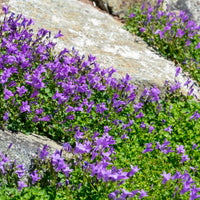 Muurtklokje - Campanula portenschlagiana - Bakker
