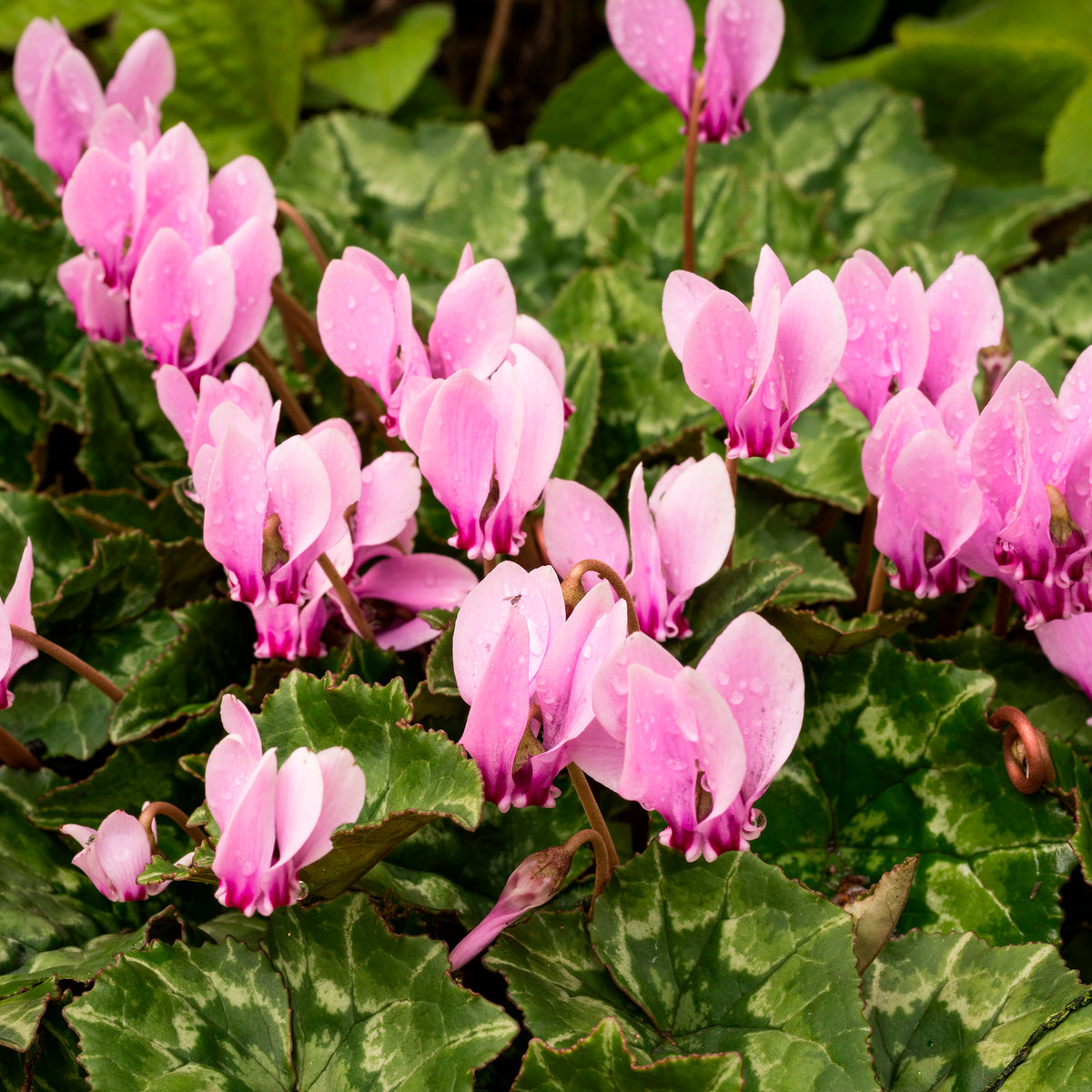 Tuincyclaam (x3) - Bakker