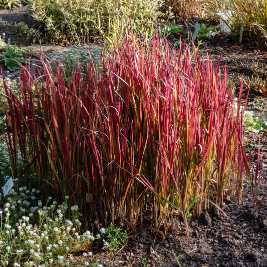 Siergrassen - Japans bloedgras 'Red Baron' - Imperata cylindrica red baron
