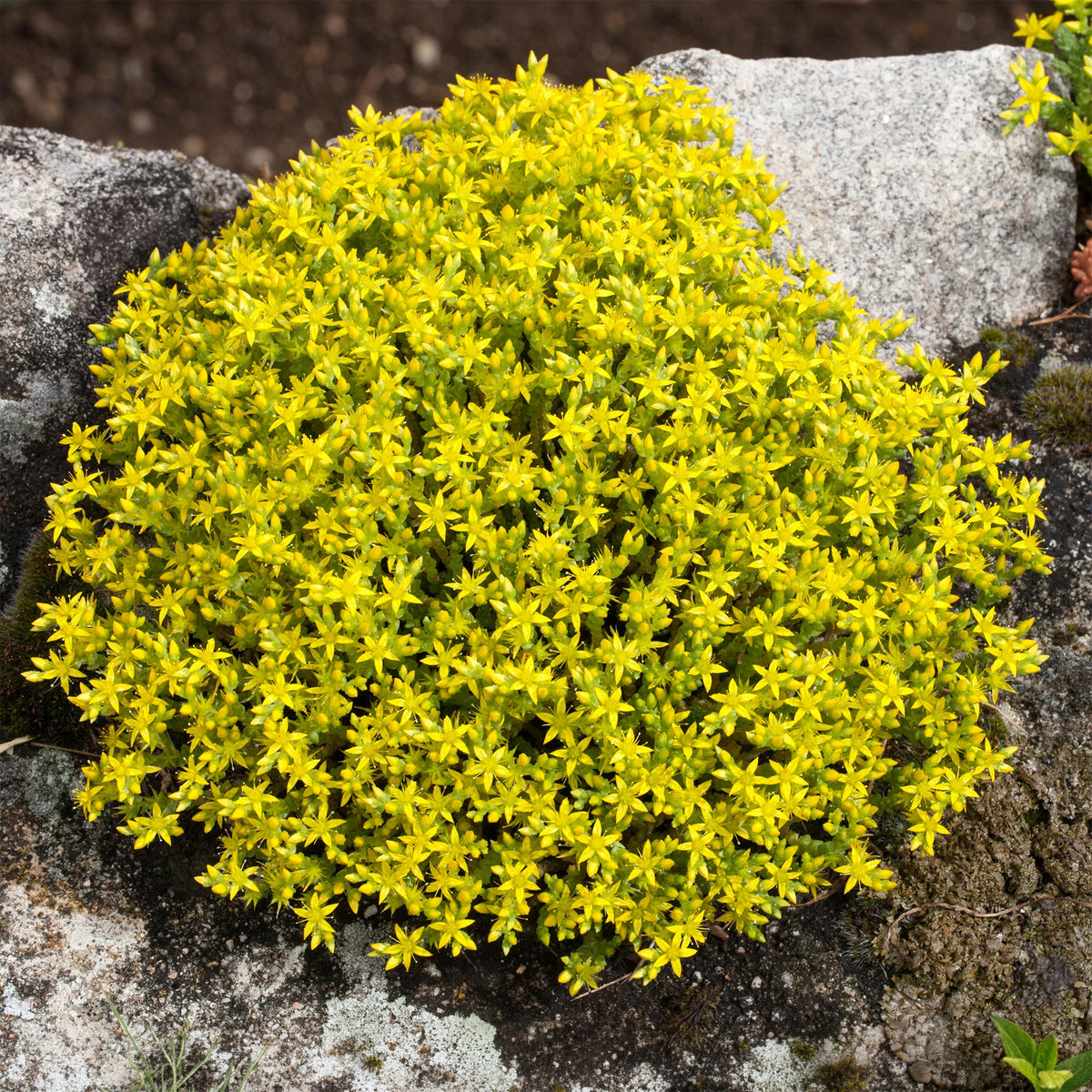 Sedum acre, Phlox subulata McDaniel's Cushion - 4 bodembedekkende vaste planten voor rotstuin - Bloeiende vaste planten