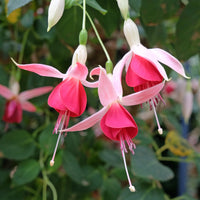 Fuchsia 'Celia Smedley' (x3)