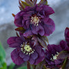 Kerstroos Dubbbel Ellen Violet (x2) - Bakker