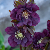 Kerstroos Dubbbel Ellen Violet (x2) - Bakker