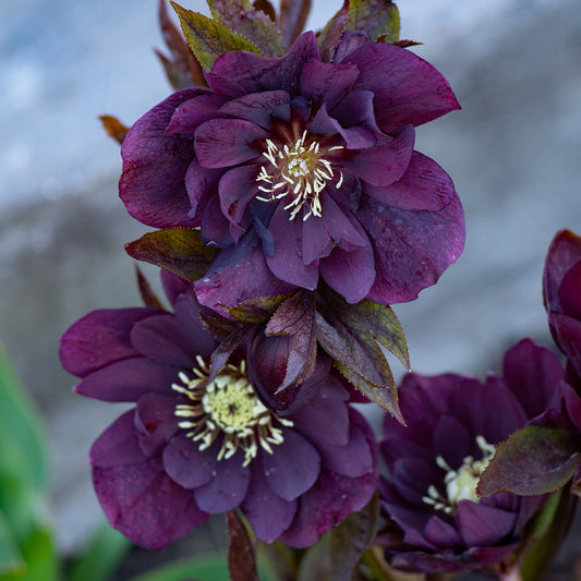 Kerstroos Dubbbel Ellen Violet (x2) - Bakker