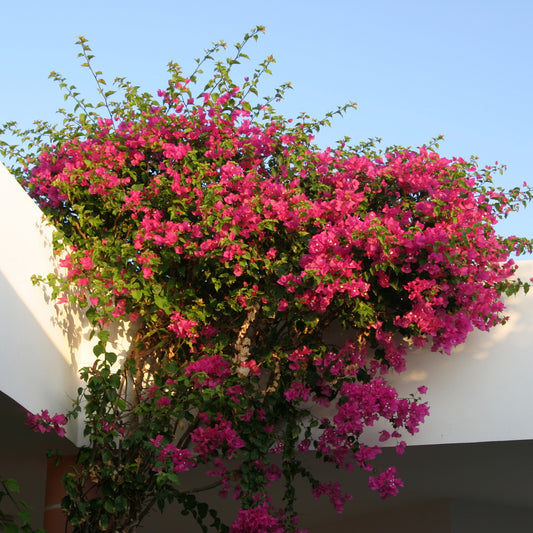 Roze bougainville - Bakker