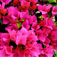 Roze bougainville - Bougainvillea pink