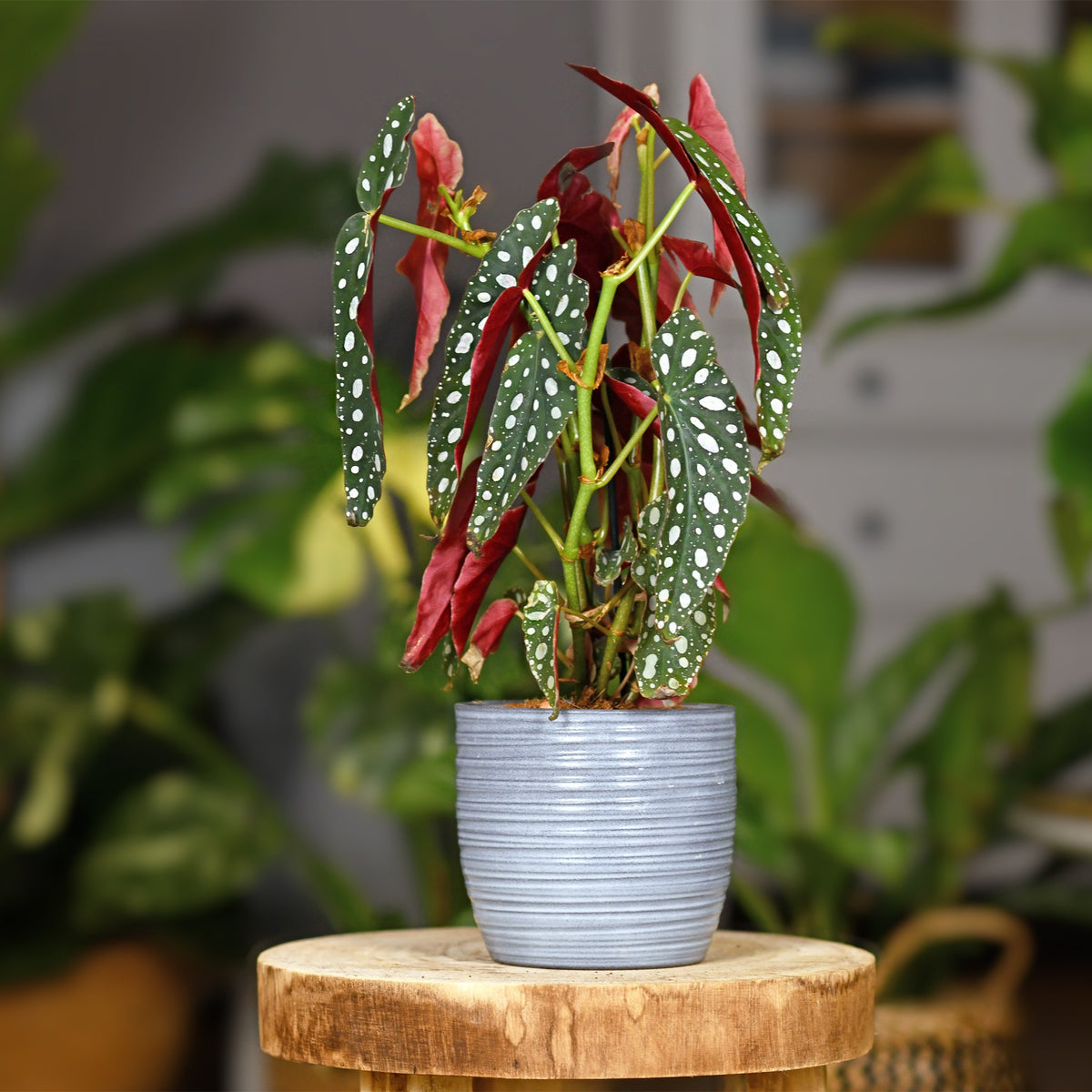 Gevlekte begonia - Bakker