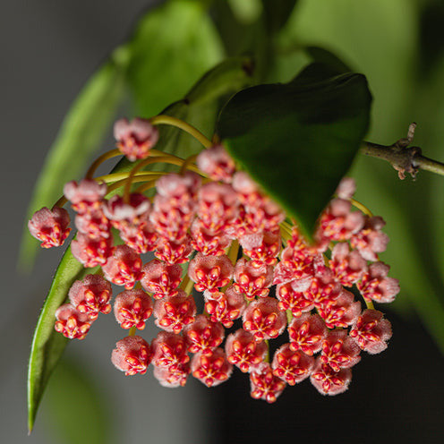 Hoya carnosa Gracilis - Hoya Gracilis - Hangplanten voor binnen