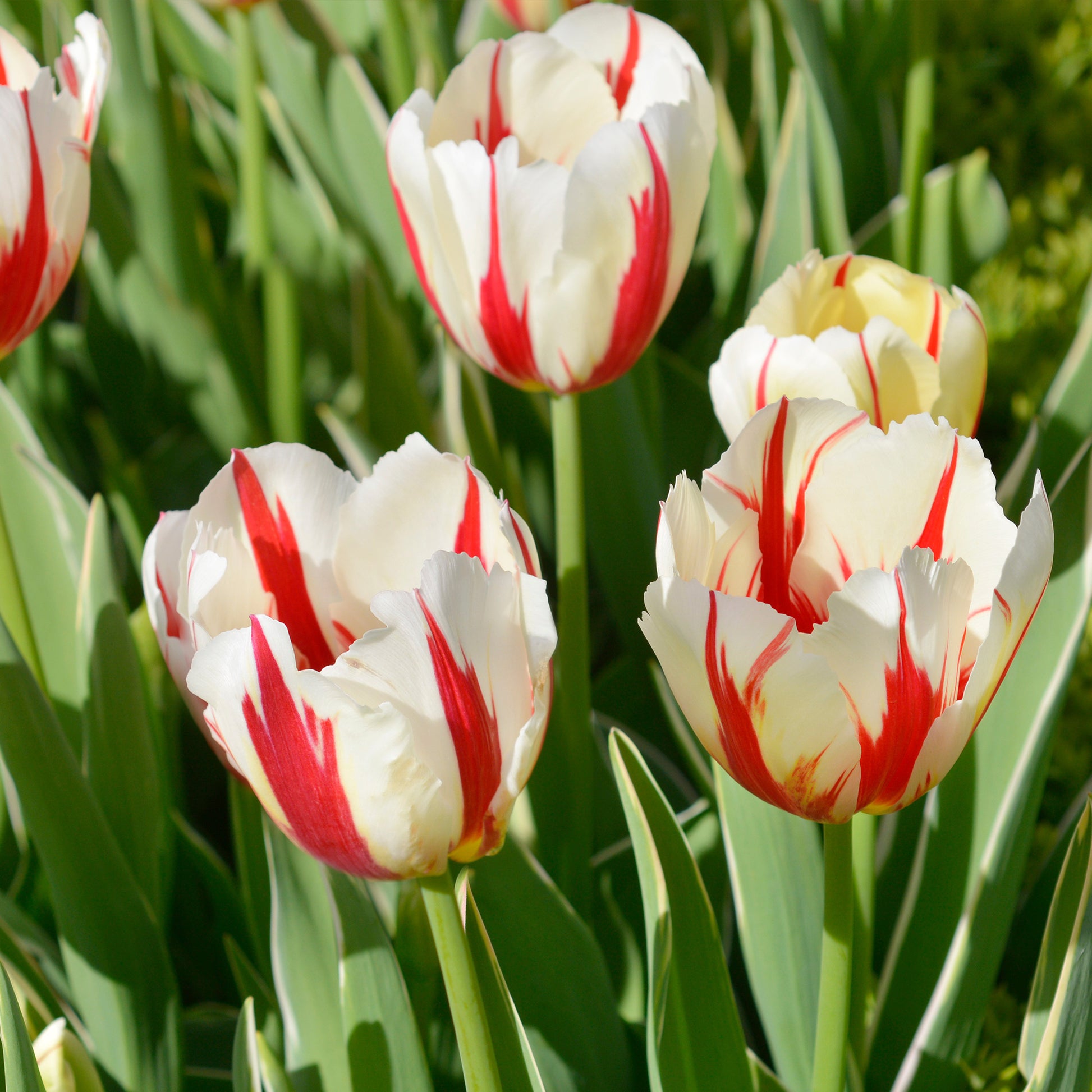 Tulipa Love Circle - 8 Tulpen Love Circle - Tulpen
