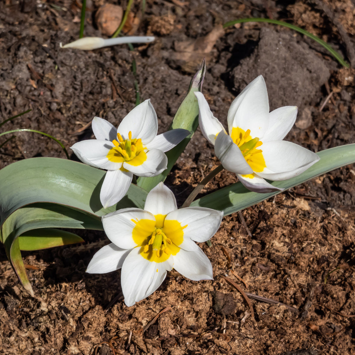 10 Botanische tulpen Polychroma - Bakker