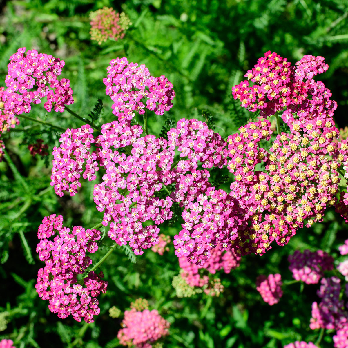 achillea milleforlium Mily Rock - Duizendblad Mily Rock - Duizendblad