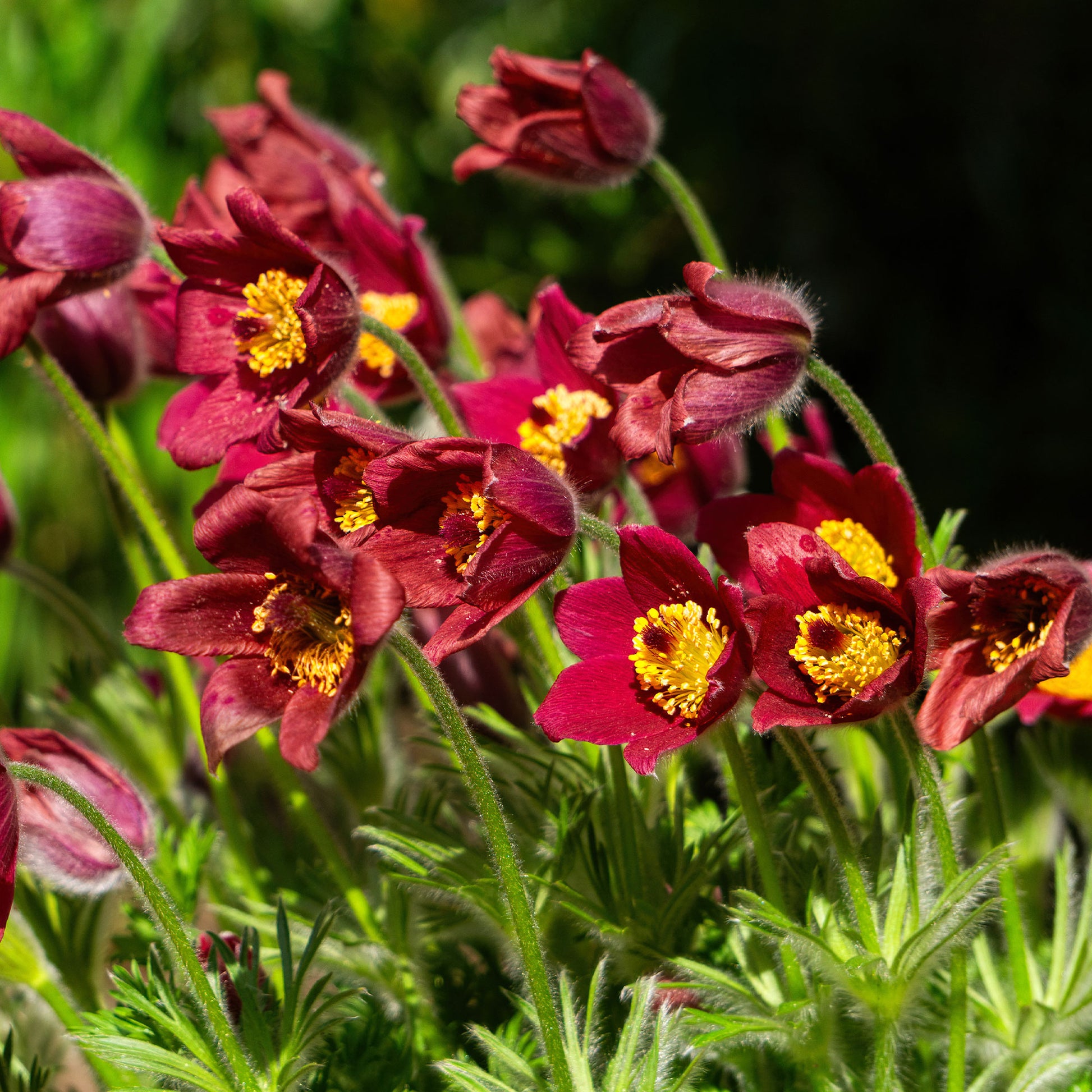 Rood Wildemanskruid - Pulsatilla vulgaris red - Bakker