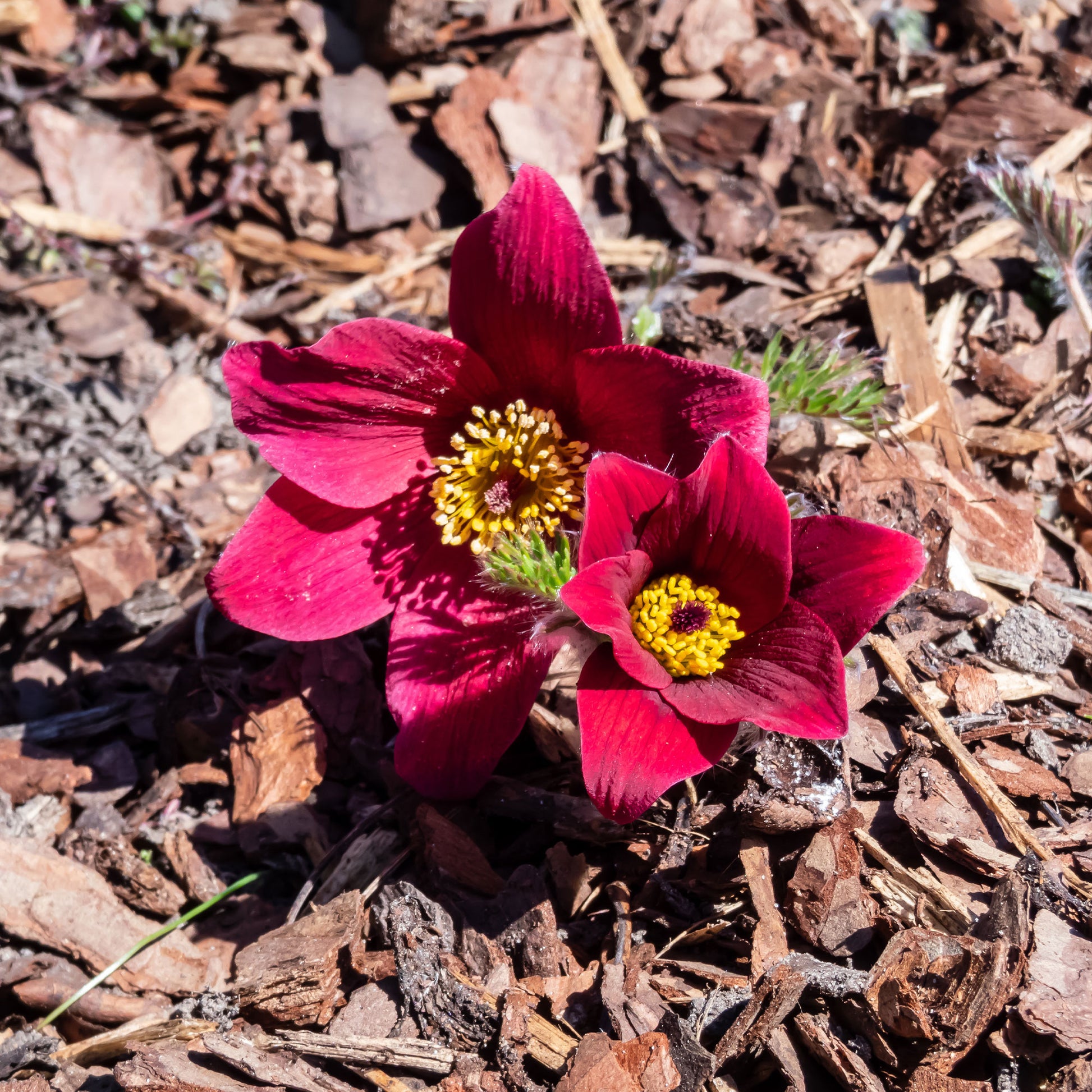Pulsatilla vulgaris red - Rood Wildemanskruid - Vaste planten