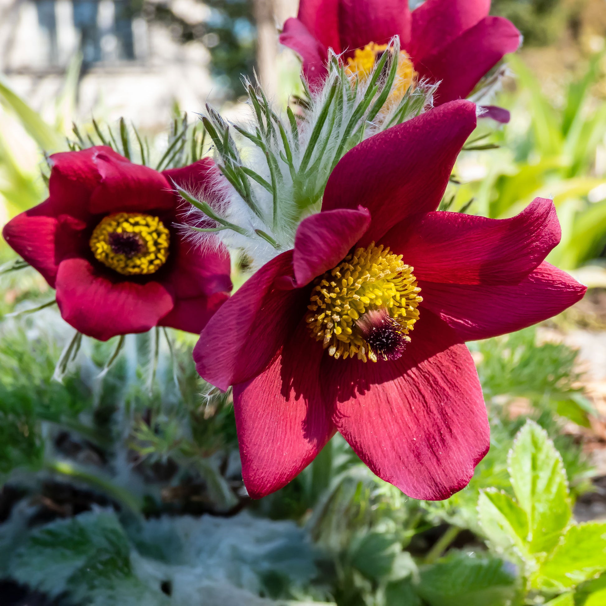 Vaste planten - Rood Wildemanskruid - Pulsatilla vulgaris red