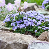 Blauwe Ageratum  - Leverbalsem - Ageratum blue - Bakker