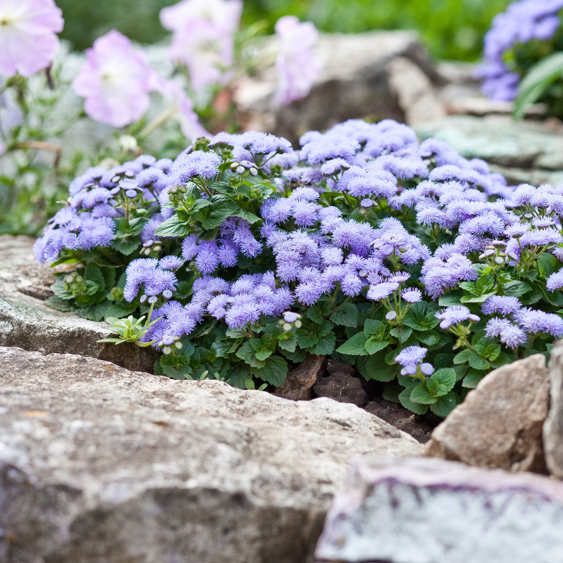 Blauwe Ageratum  - Leverbalsem - Ageratum blue - Bakker