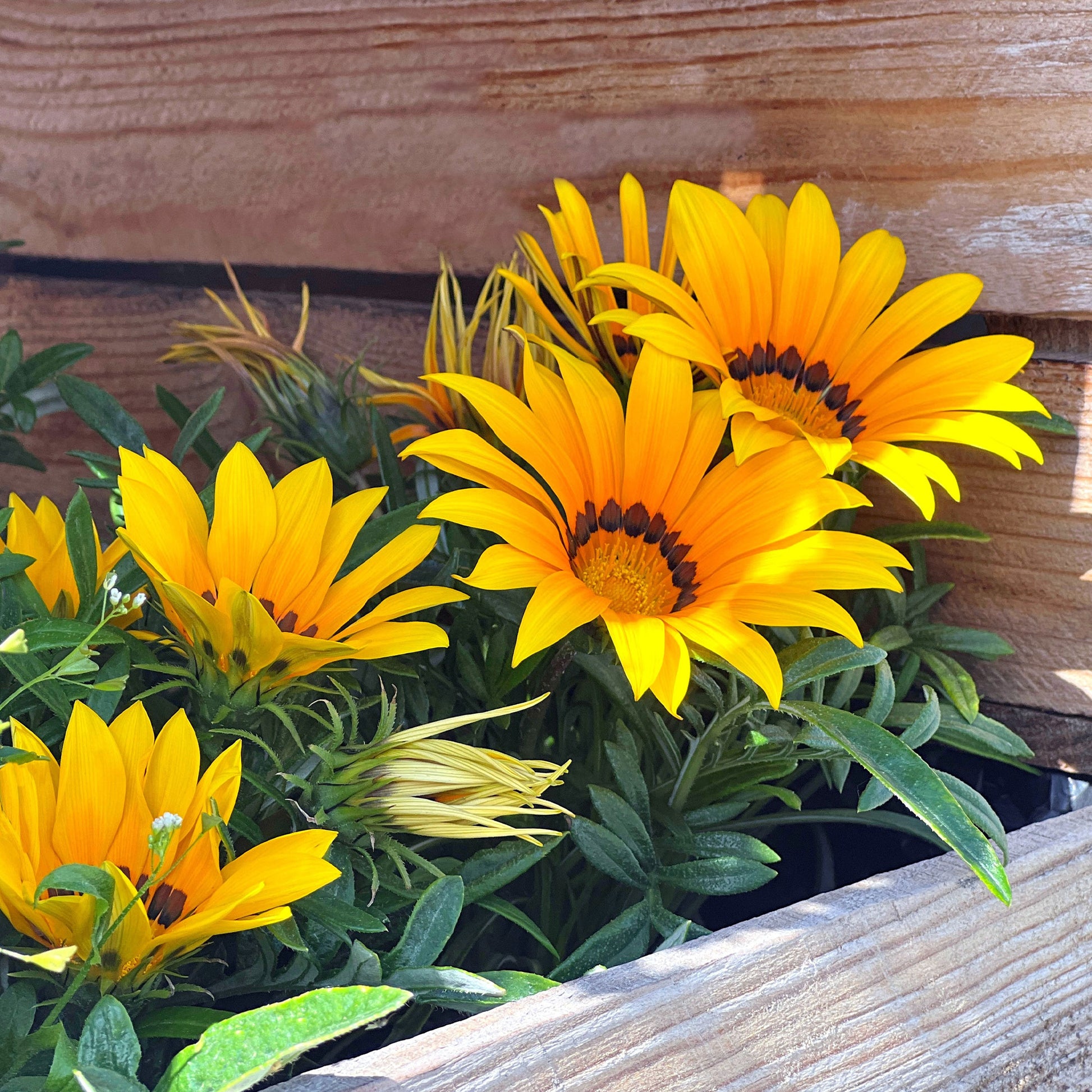  - Gazania Suncarpet® - Gazania Suncarpet®