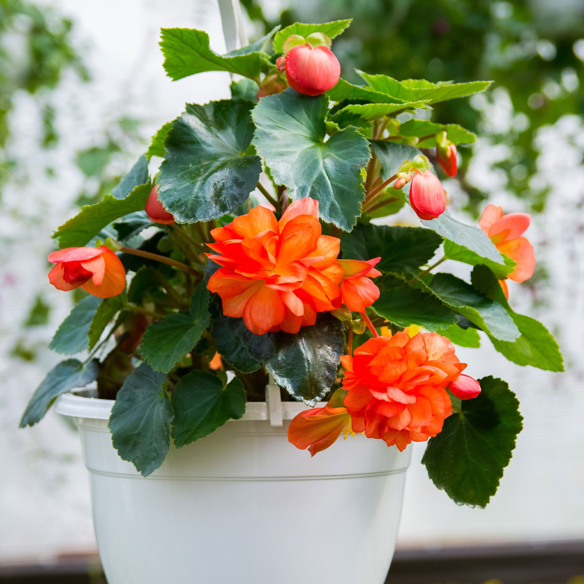 Oranje Knolbegonia - Bégonia orange - Bakker