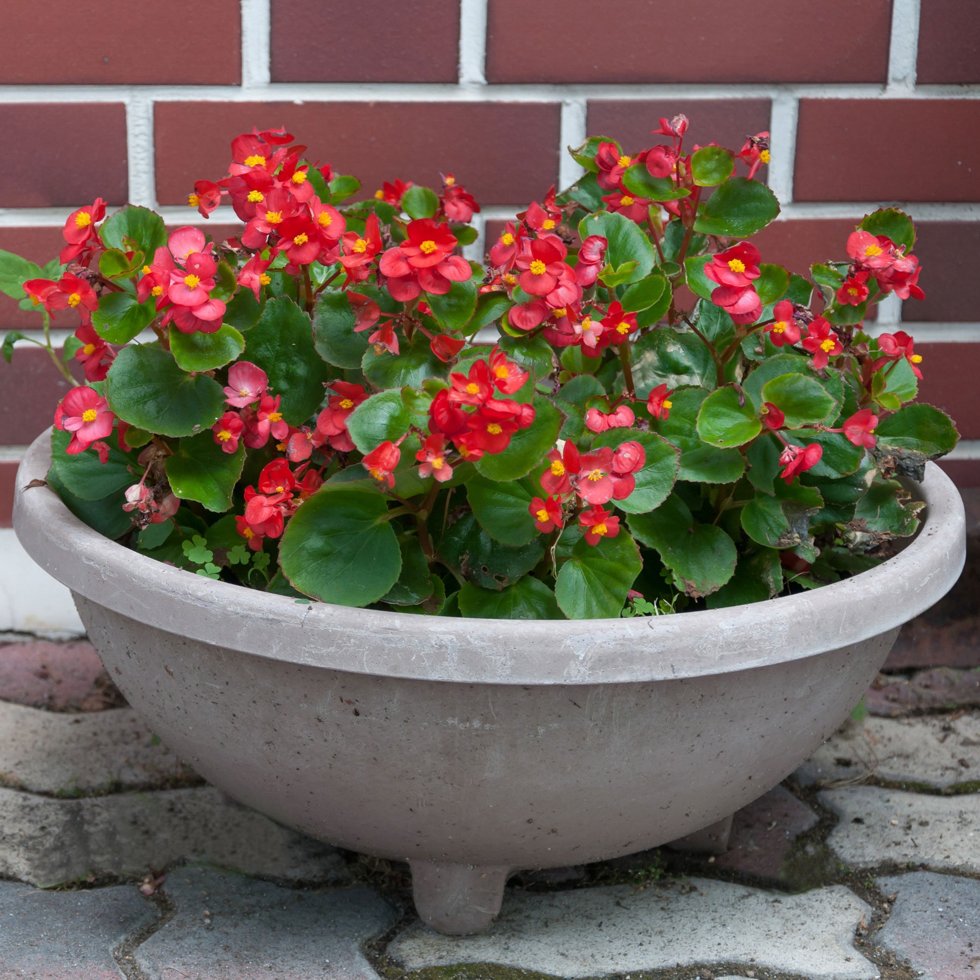 Balkon- en terrasbloemen - Rode waterbegonia - Bégonia semperflorens red