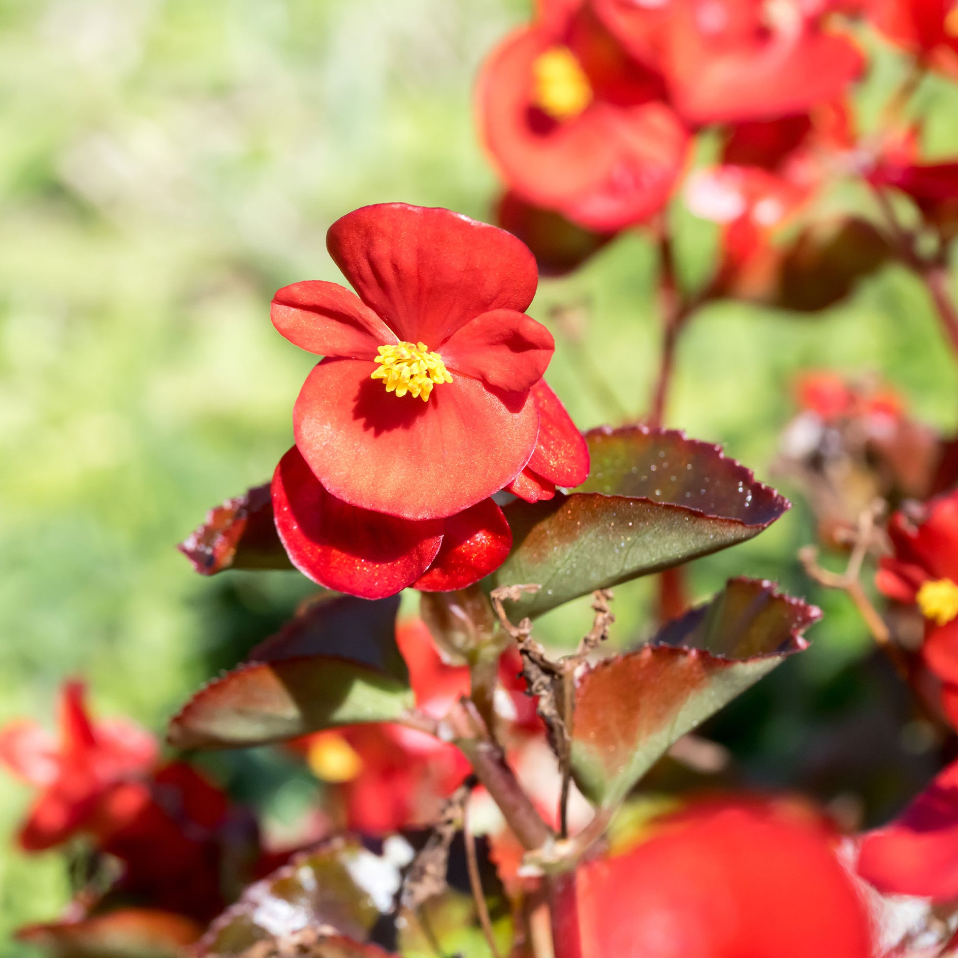 Rode waterbegonia - Bégonia semperflorens red - Bakker