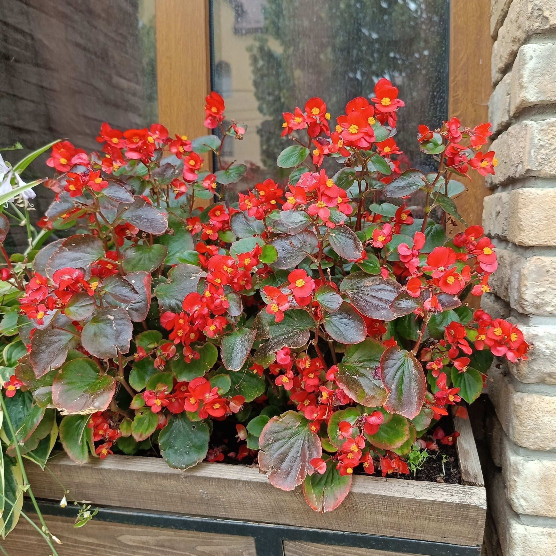 Bégonia semperflorens red - Rode waterbegonia - Balkon- en terrasbloemen