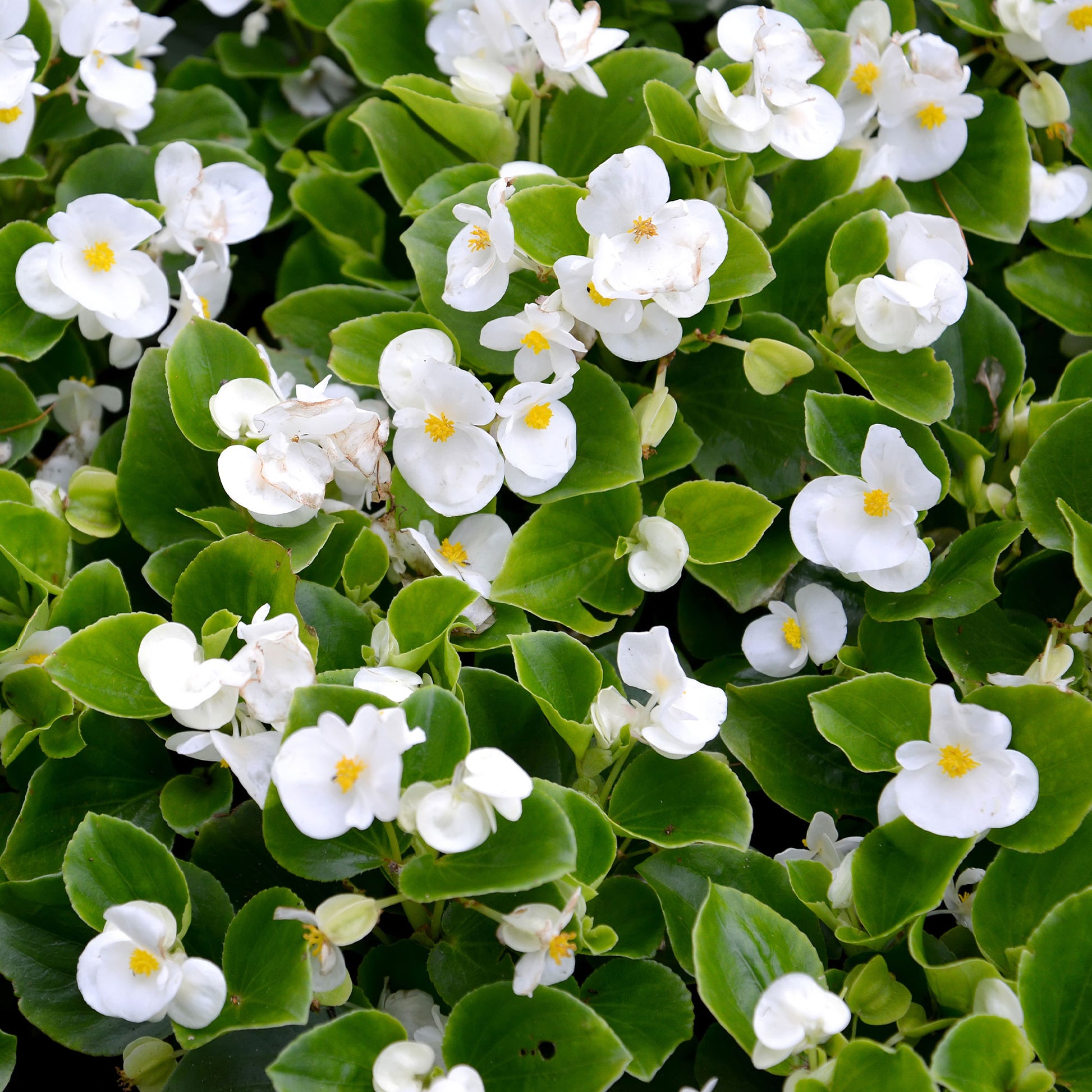 Balkon- en terrasbloemen - Witte waterbegonia - Bégonia semperflorens white
