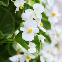 Bégonia semperflorens white - Witte waterbegonia - Balkon- en terrasbloemen