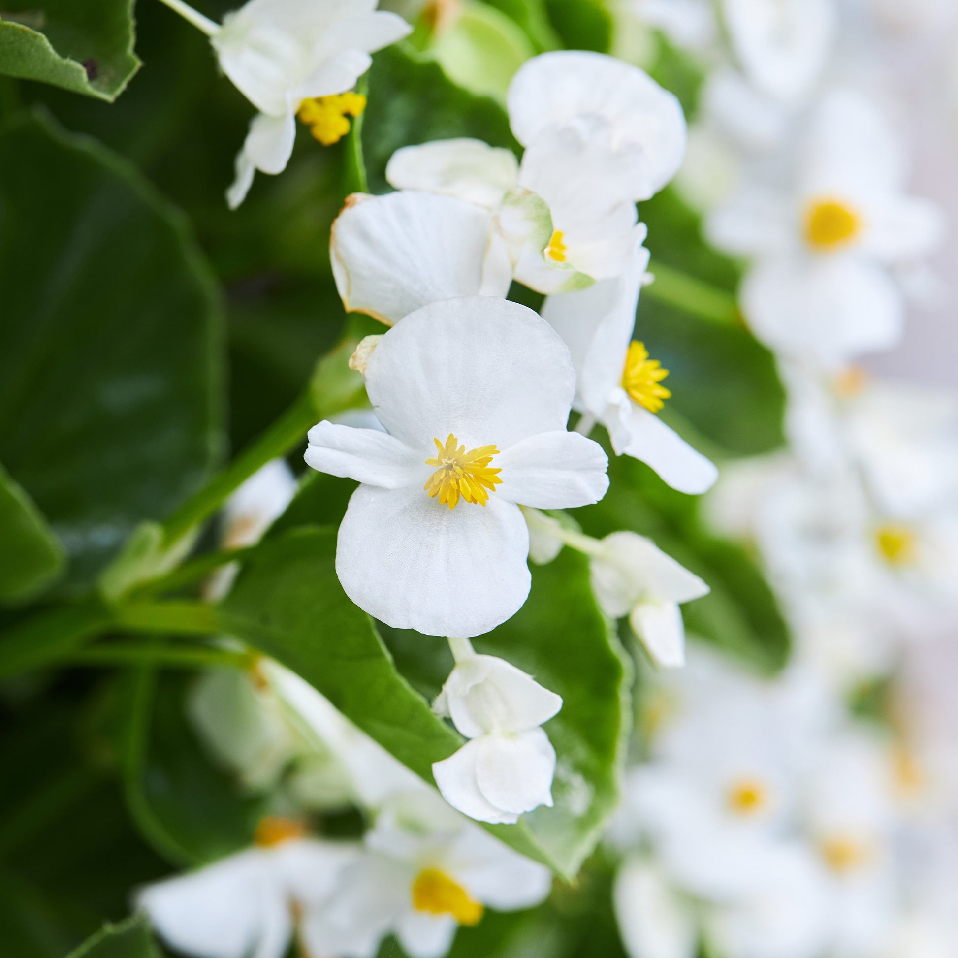Bégonia semperflorens white - Witte waterbegonia - Balkon- en terrasbloemen