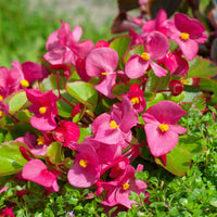 Balkon- en terrasbloemen - Roze waterbegonia - Bégonia semperflorens pink