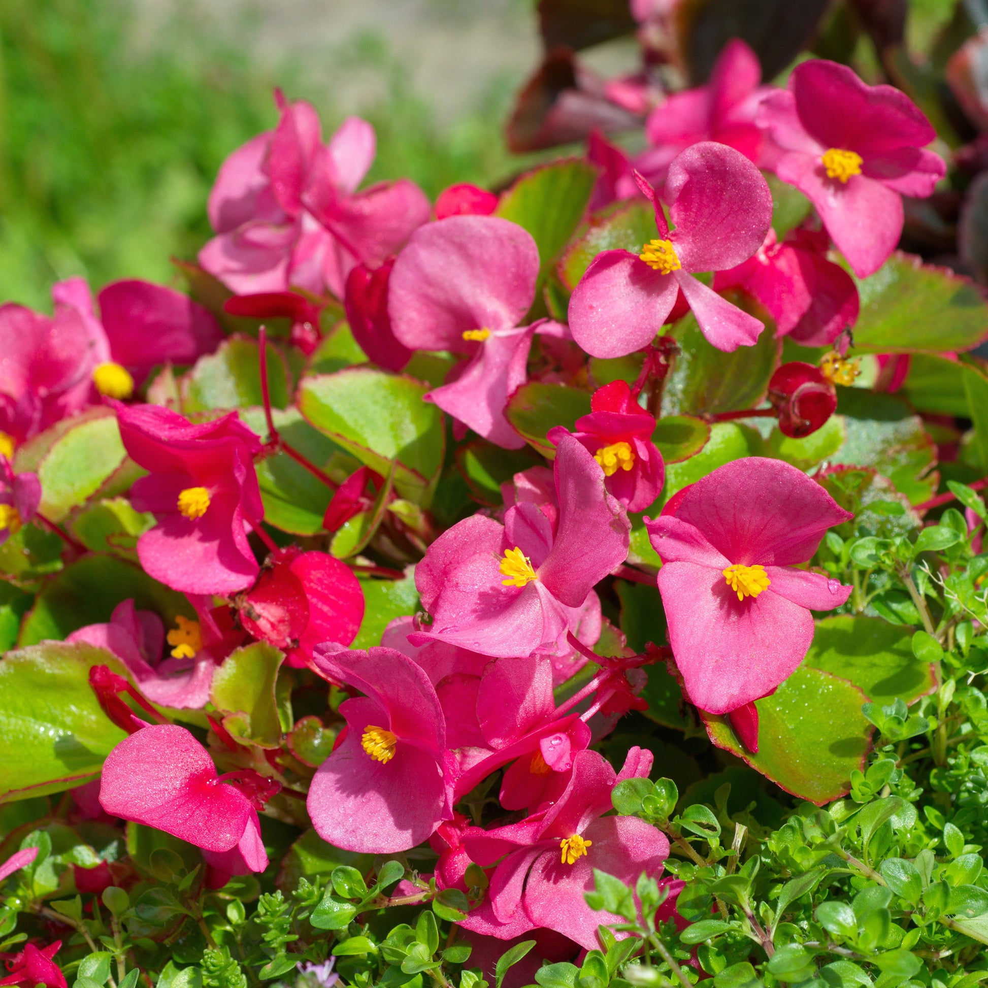 Balkon- en terrasbloemen - Roze waterbegonia - Bégonia semperflorens pink
