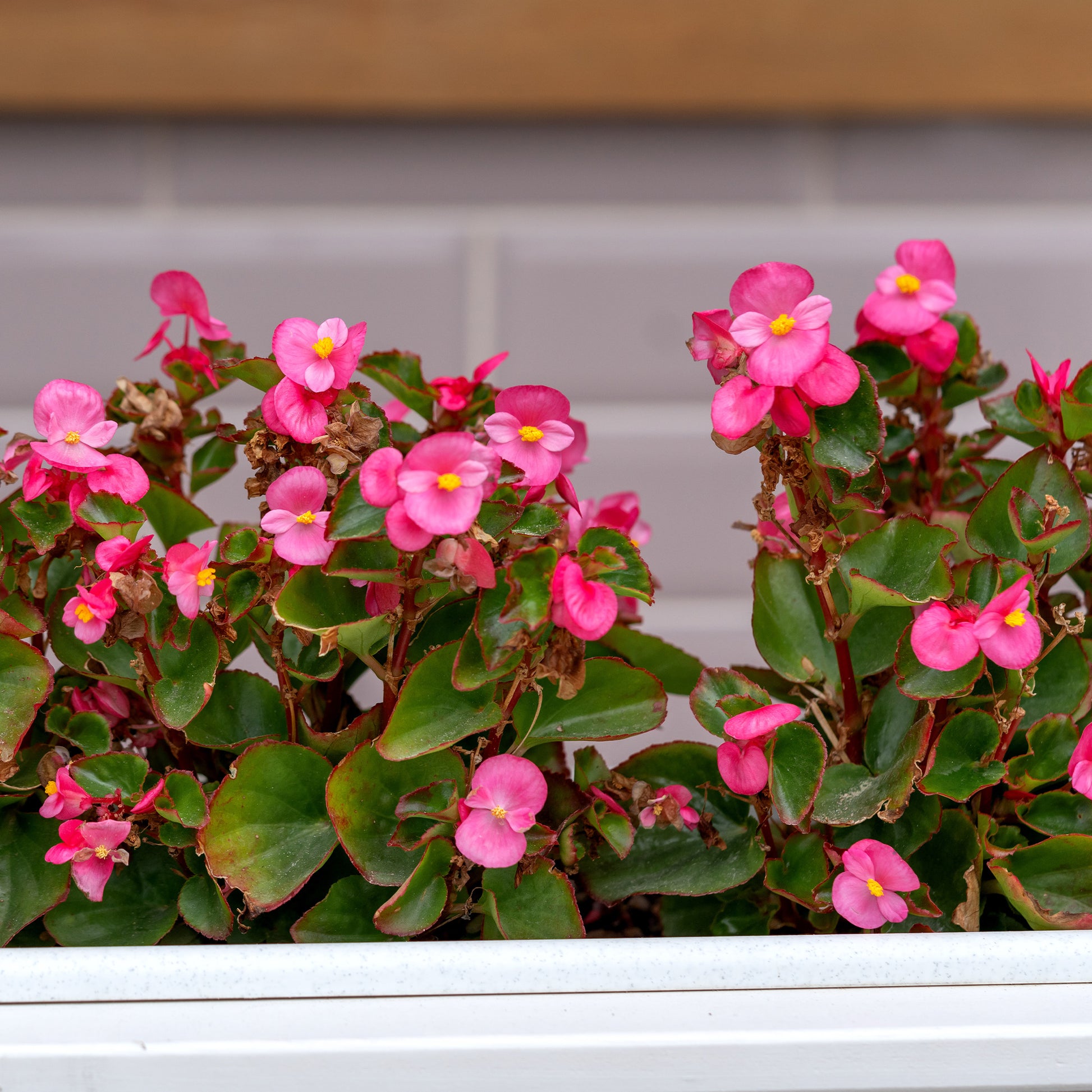 Roze waterbegonia - Bégonia semperflorens pink - Bakker