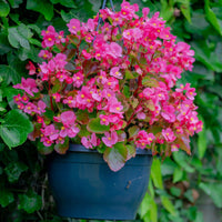 Bégonia semperflorens pink - Roze waterbegonia - Balkon- en terrasbloemen