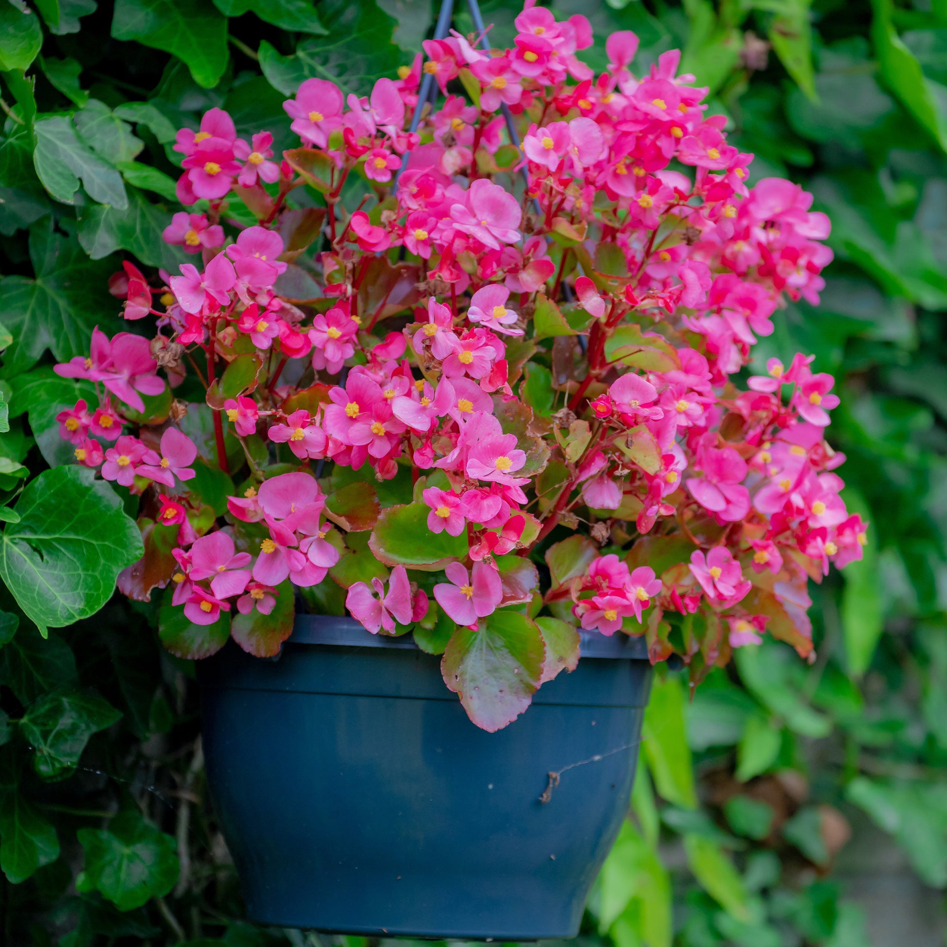 Bégonia semperflorens pink - Roze waterbegonia - Balkon- en terrasbloemen