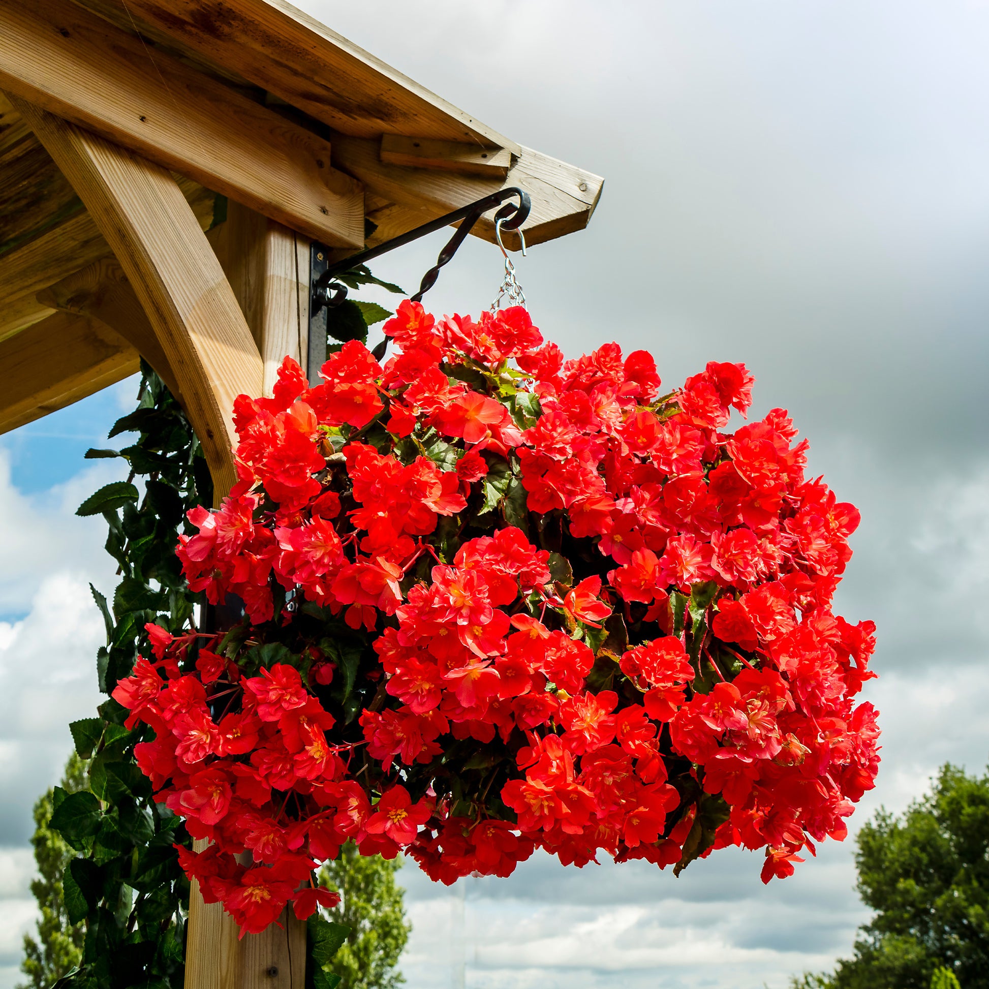 Bégonia pendula  red - Rote Hängende Begonie  - Balkon- en terrasbloemen