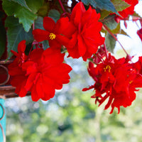 Rote Hängende Begonie  - Bégonia pendula  red - Bakker