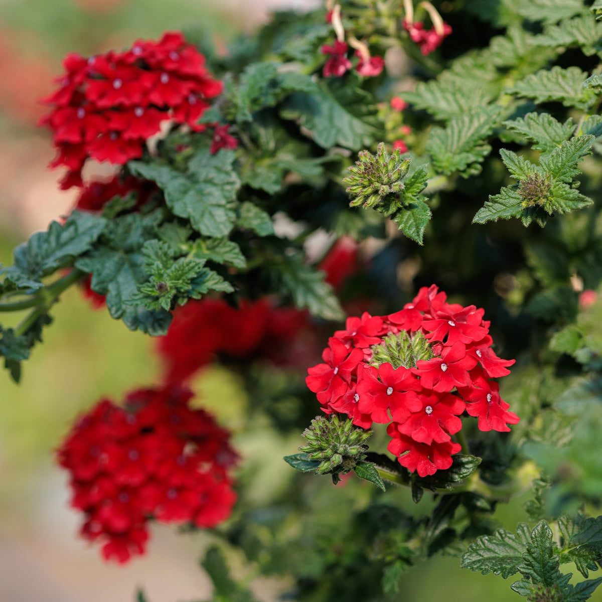 Rode hangende verbena - Ijzerhard - Verbena  red - Bakker