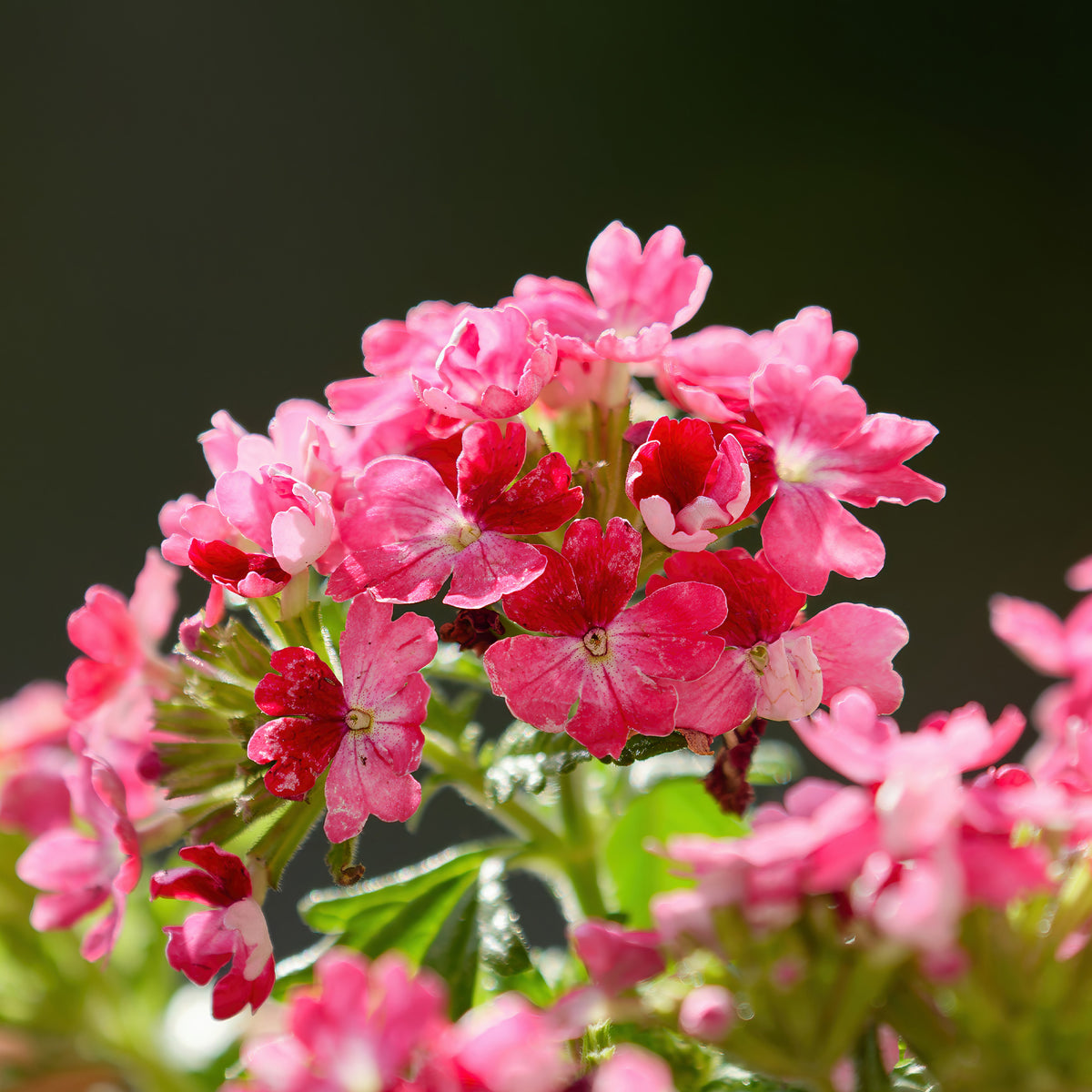 Roze hangende verbena - Ijzerhard - Verbena  pink - Bakker