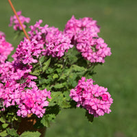 Verbena pendula pink - Roze hangende verbena - Ijzerhard - Balkon- en terrasbloemen
