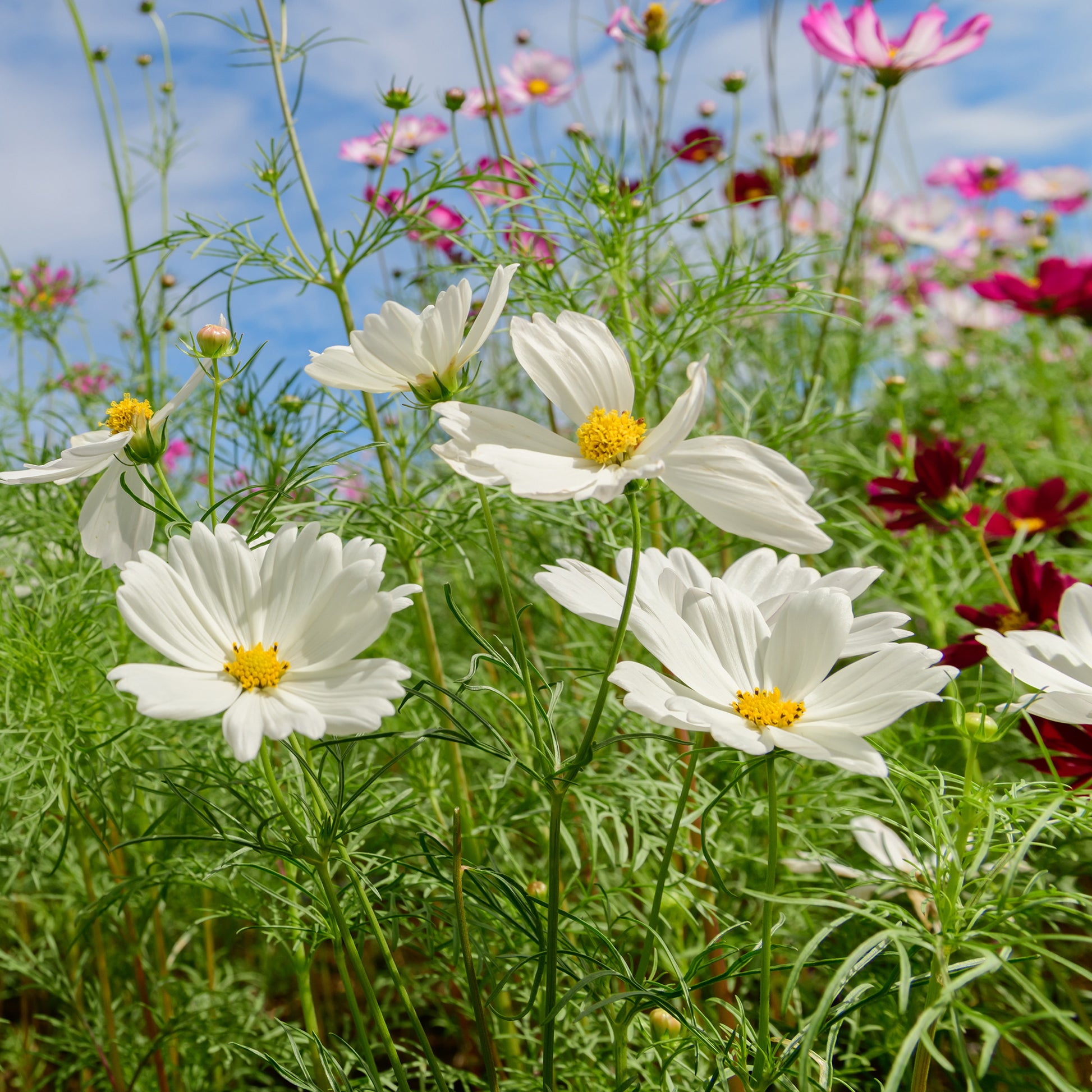 Witte Cosmos - Cosmos white - Bakker