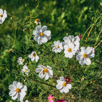 Witte Cosmos - Bakker