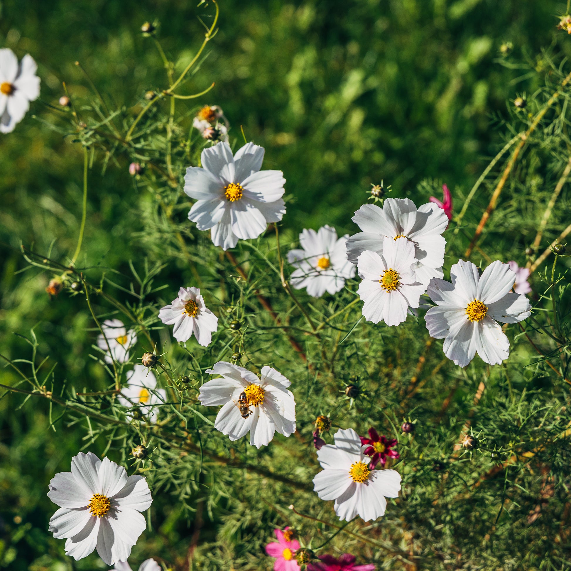 Witte Cosmos - Bakker