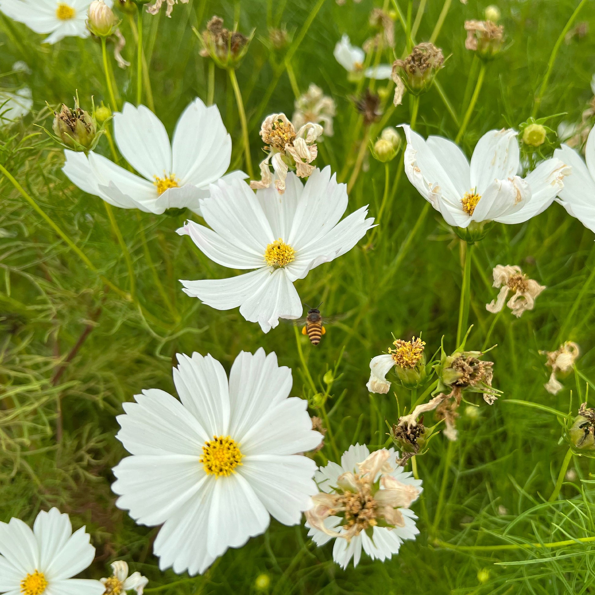 Cosmos white - Witte Cosmos - Balkon- en terrasbloemen