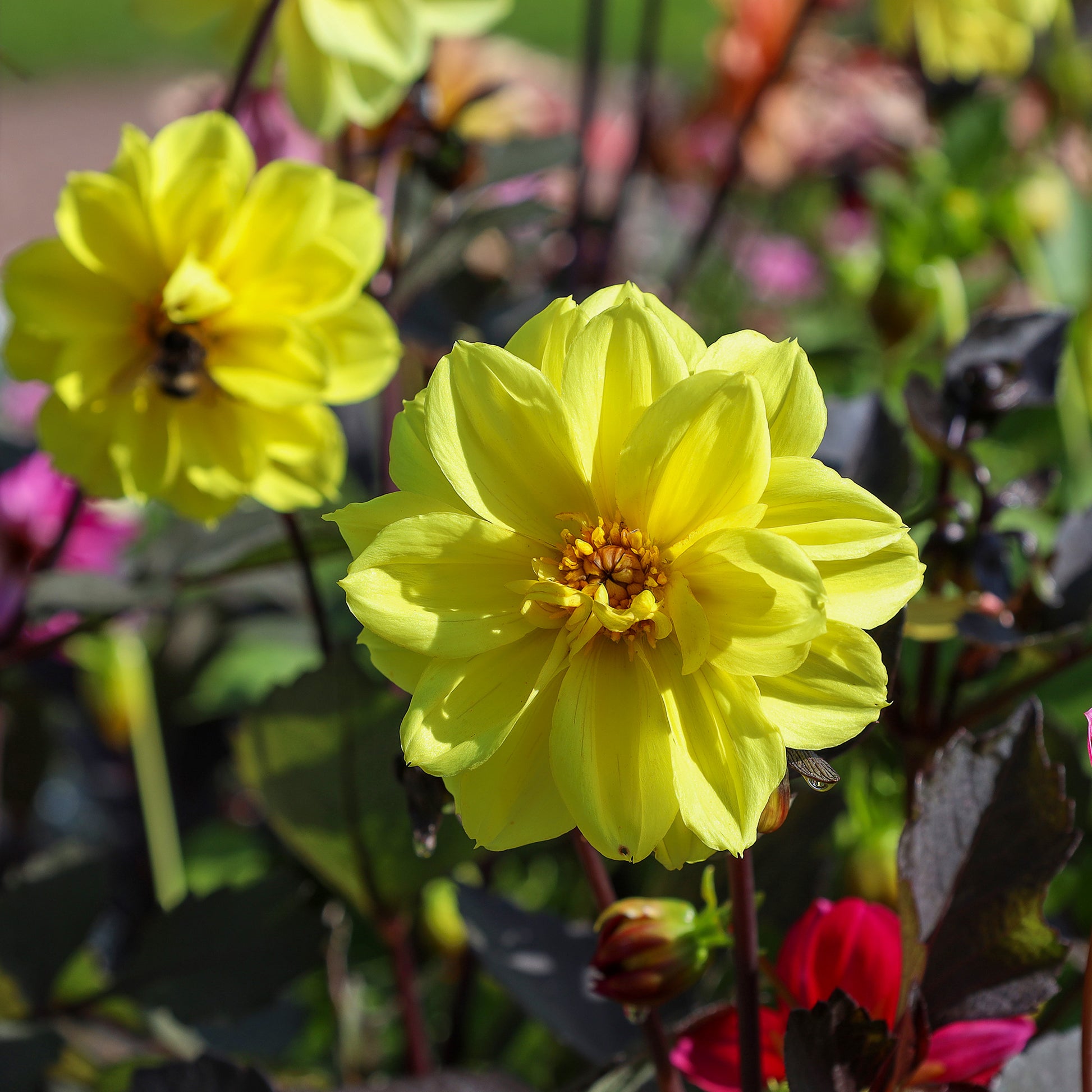 Gele Dahlia - Dahlia yellow - Bakker